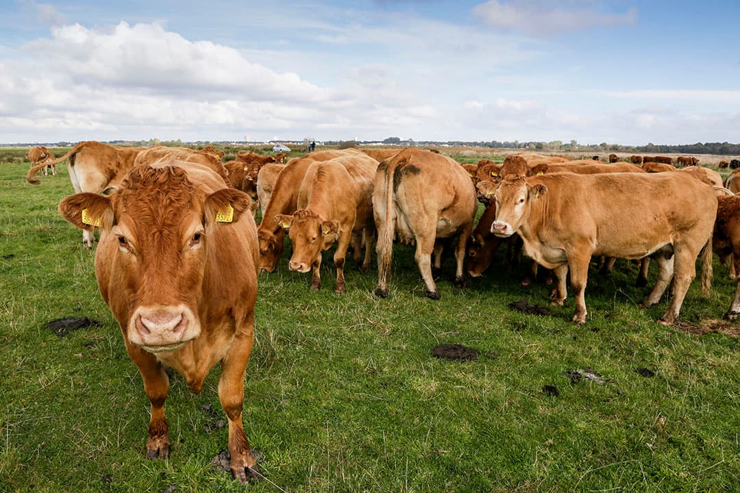 In de visie van de LTO-vakgroep staan de kansen en bedreigingen die op de komende jaren op de vleesveehouderij afkomen. Natuurbeheer blijft voor de sector een belangrijke functie; met korte ketens moet het verdienmodel voor veehouders worden verbeterd.