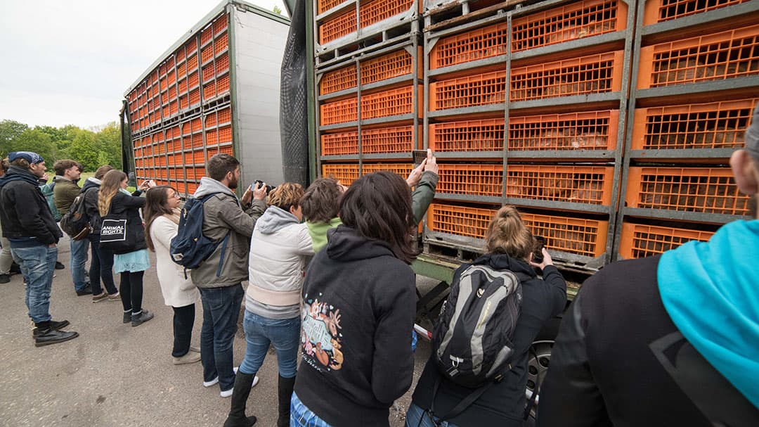 Ongeveer twintig dierenactivisten van de groep Save Movement The Netherlands protesteerden donderdagochtend bij pluimveeslachterij GPS in Nunspeet. De actievoerders filmden het pluimvee op de vrachtwagens die bij het bedrijf werden aangevoerd. NOVUM COPYRIGHT BRAMVANDEBIEZEN
