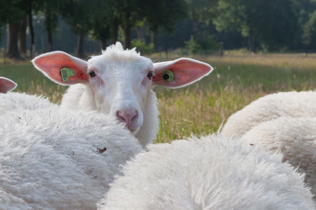 Foto: Joris Telders