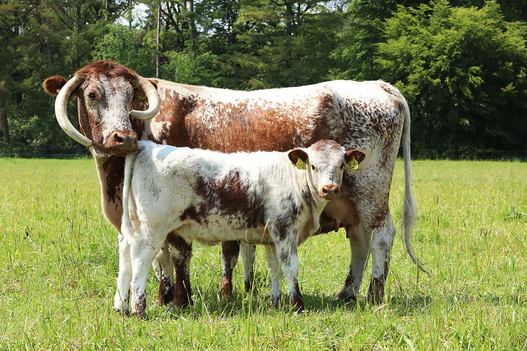 De Longhorn is van oorsprong een dubbeldoelras. De koe combineert zeer goede moedereigenschappen met mooi gemarmerd vlees.
