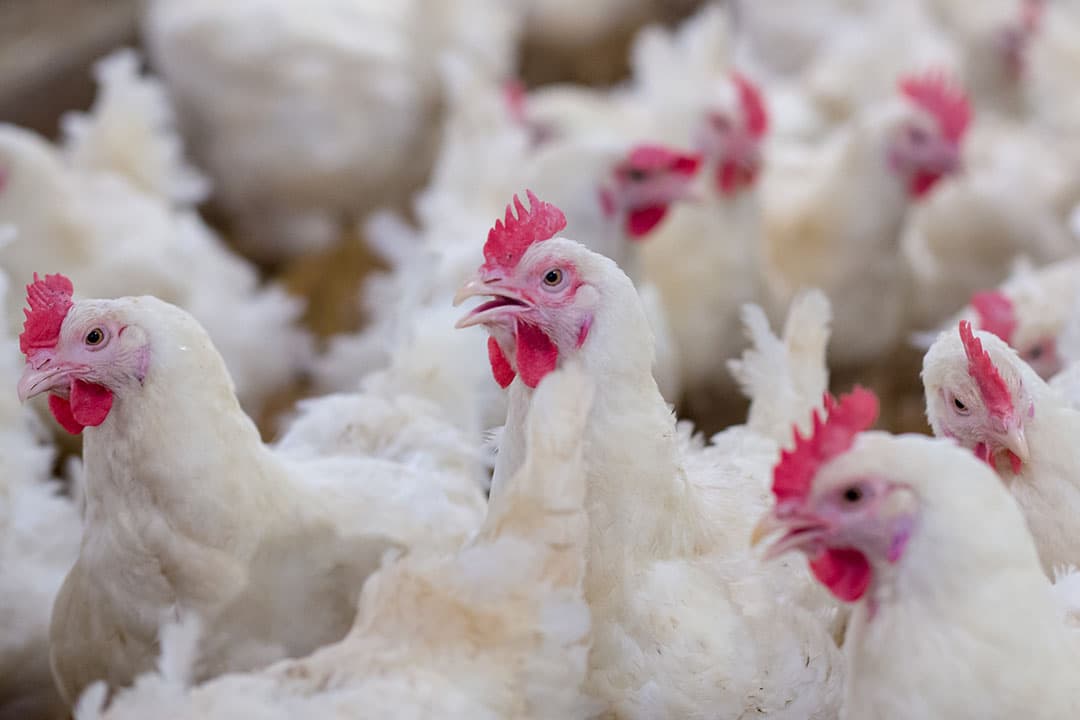 Foto: Shutterstock