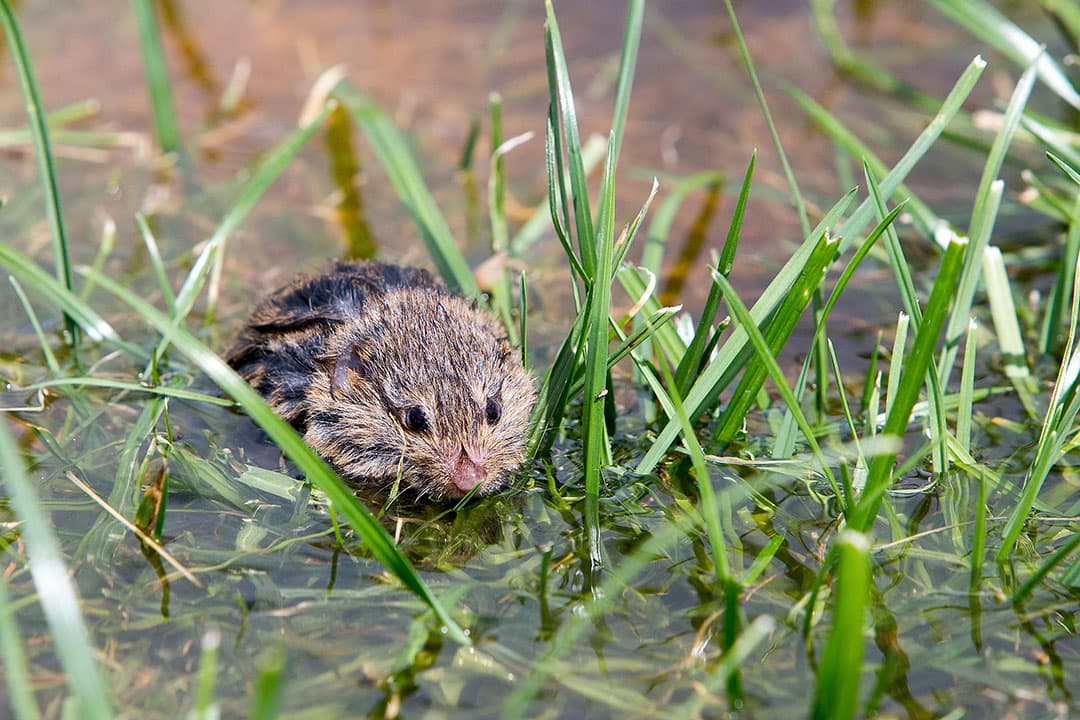 Foto: Anne van der Woude