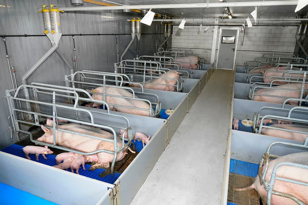 Ruitenberg schat in dat hij de helft van de benodigde stroom op het bedrijf zelf kan opwekken. De overige 60.000 kWh voor de nachten moet hij dan nog aankopen. De overige opgewekte stroom dat rond de 100.000 kWh zal zijn, levert hij terug aan het stroomnet. Voor het terugleveren heeft Ruitenberg een prijsafspraak gemaakt op basis van een dagelijkse APX-beursprijs. Deze wordt de komende 1,5 jaar per maand verrekend op de energienota.