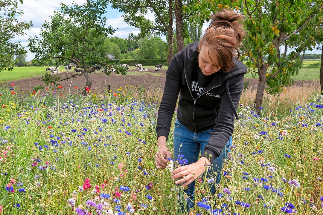 De bijen maken dankbaar gebruik van de bloemenstroken en nemen de nectar op uit de vele soorten bloemen, zoals hier phacelia.