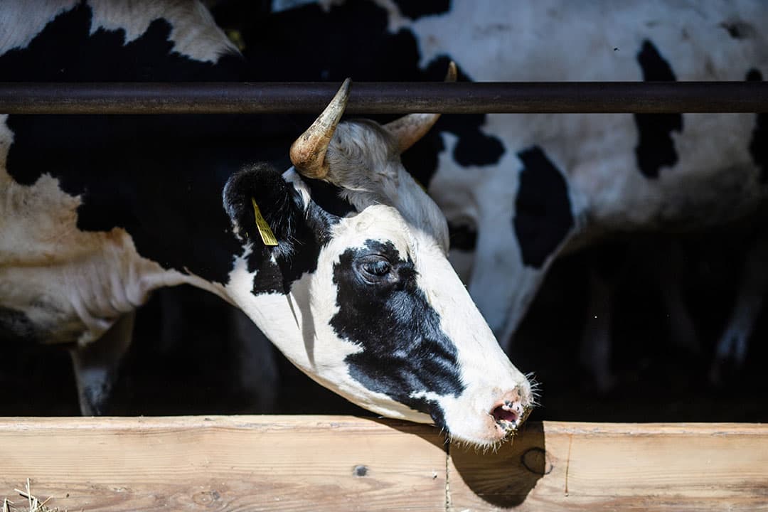 Fruitteler Berend-Jan van Westreenen zet overdag de beregening aan om de zonnebrand op zijn peren te voorkomen. In Echteld (Gld.) heeft hij onder andere Doyenne du Comice en Conference. Verbrande peren wil de afnemer niet hebben, dus de teler is erg blij dat hij überhaupt kan beregenen. - Foto: VidiPhoto