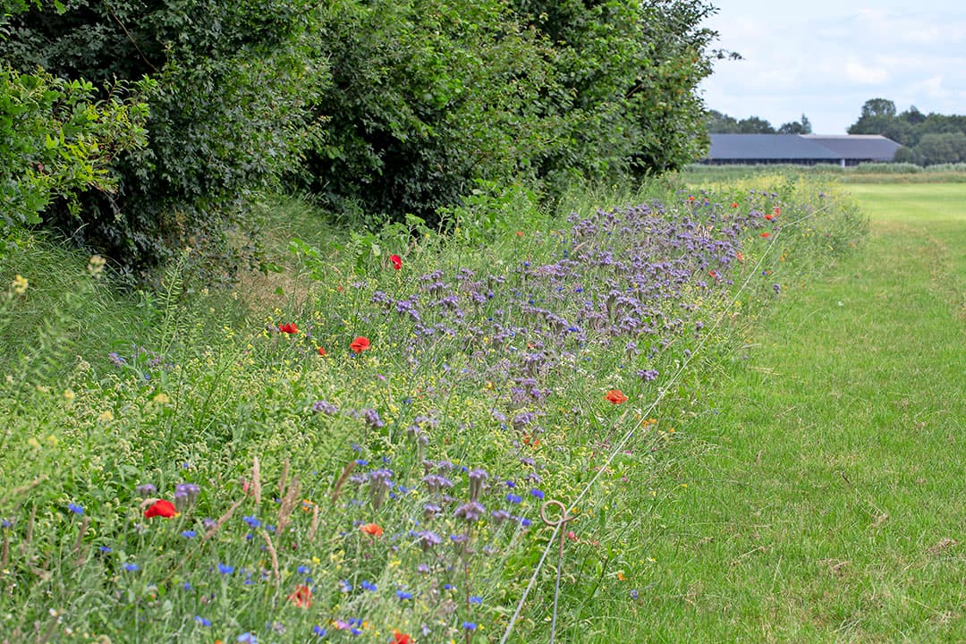 En korenbloem.