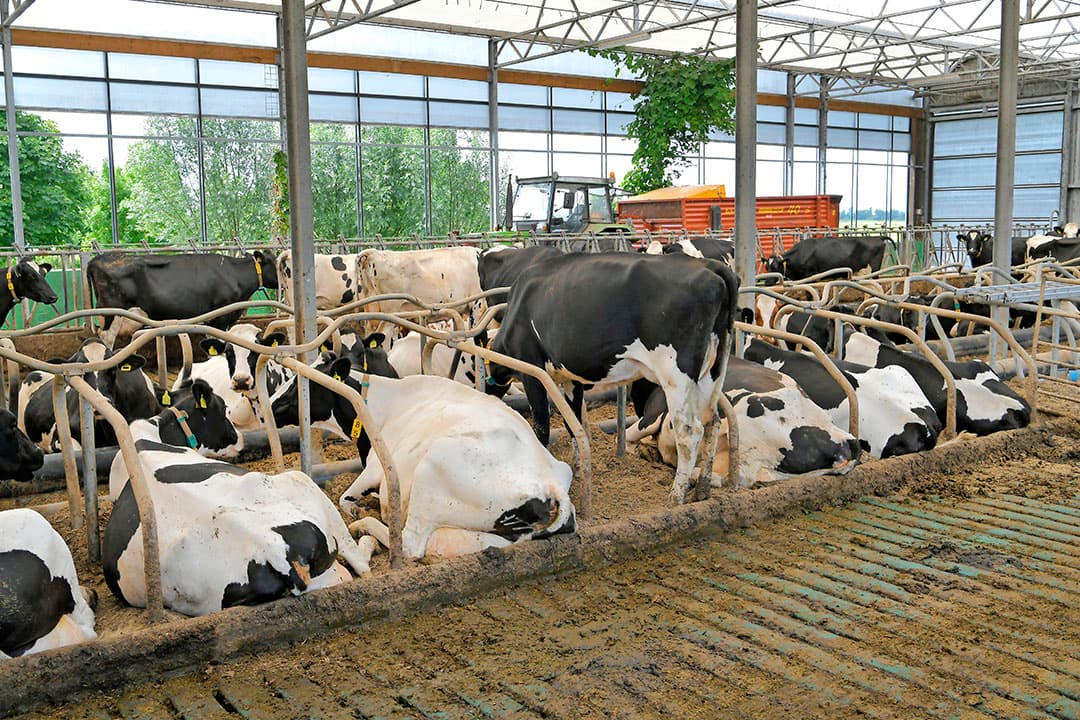 Een handigheidje. Onderin de mestput heeft Bogaard schuifjes laten maken. Er zijn 4 aparte kelders. Hij kan dus 4 keer apart mixen. Met deze stok kan hij de schuifjes bedienen. Zo kan hij de mest van verschillende kelders in elkaar over laten lopen.