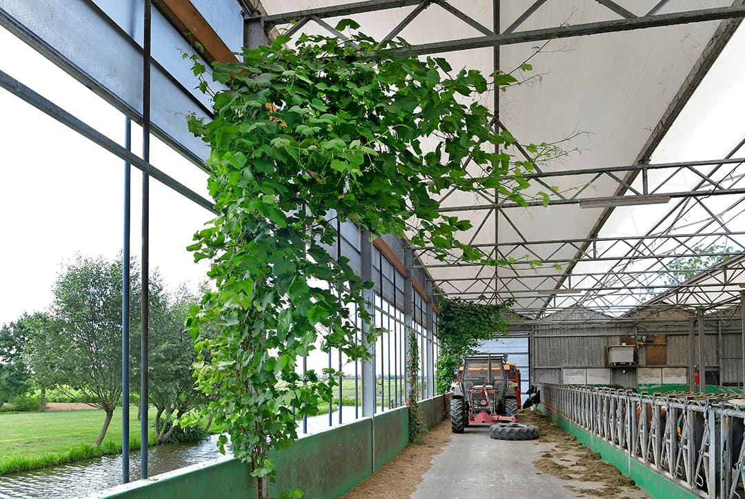 In het najaar van 2015 liet Bogaard een bijzondere stal bouwen: de Greenestfarm. Een serrestal met capaciteit voor 100 melkkoeien. Let ook op de fraaie omgeving. Het melkveebedrijf ligt in het Groene Hart, midden in de Lopikerwaard.