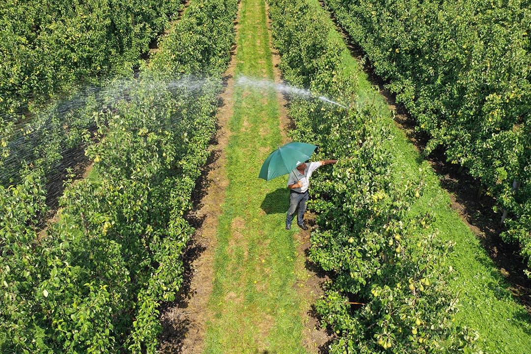 Melkveehouder David van der Schans en zoon Bart in Drongelen (N-Br.) hebben deze week zelf een ventilator neergezet om de koeien verkoeling te bieden. Normaal gesproken wordt deze gebruikt voor het drogen van het graszaad, maar het werkt ook prima om een koel briesje door te stal te laten waaien. - Foto: van Assendelft Fotografie
