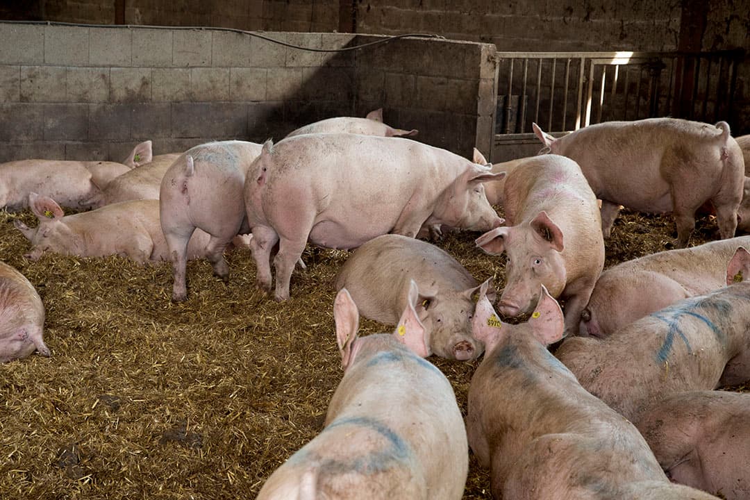 Het dekzeil gaat vervolgens in de metalen kist onder de laadbak van de truck. Het stro is afkomstig uit Frankrijk. Op de heenreis vervoert de foeragehandelaar doorgaans droge, schone producten, zoals zaagsel. Vandaar de pallets voor op de laadbak.