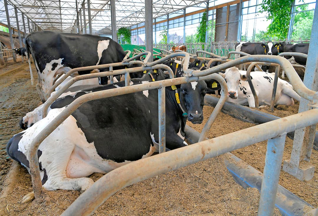 Lavameel is volgens Bogaard beter voor de vochtopname, de mest en het land (bodemleven). Het liefst wil Bogaard echter paardenmest in de boxen. Dat krijgt hij nu soms van paardenhouders, maar het product is lang niet altijd beschikbaar. Jammer, vindt hij, want koeien lopen paardenmest minder uit de boxen en ze blijven er ook schoner door.