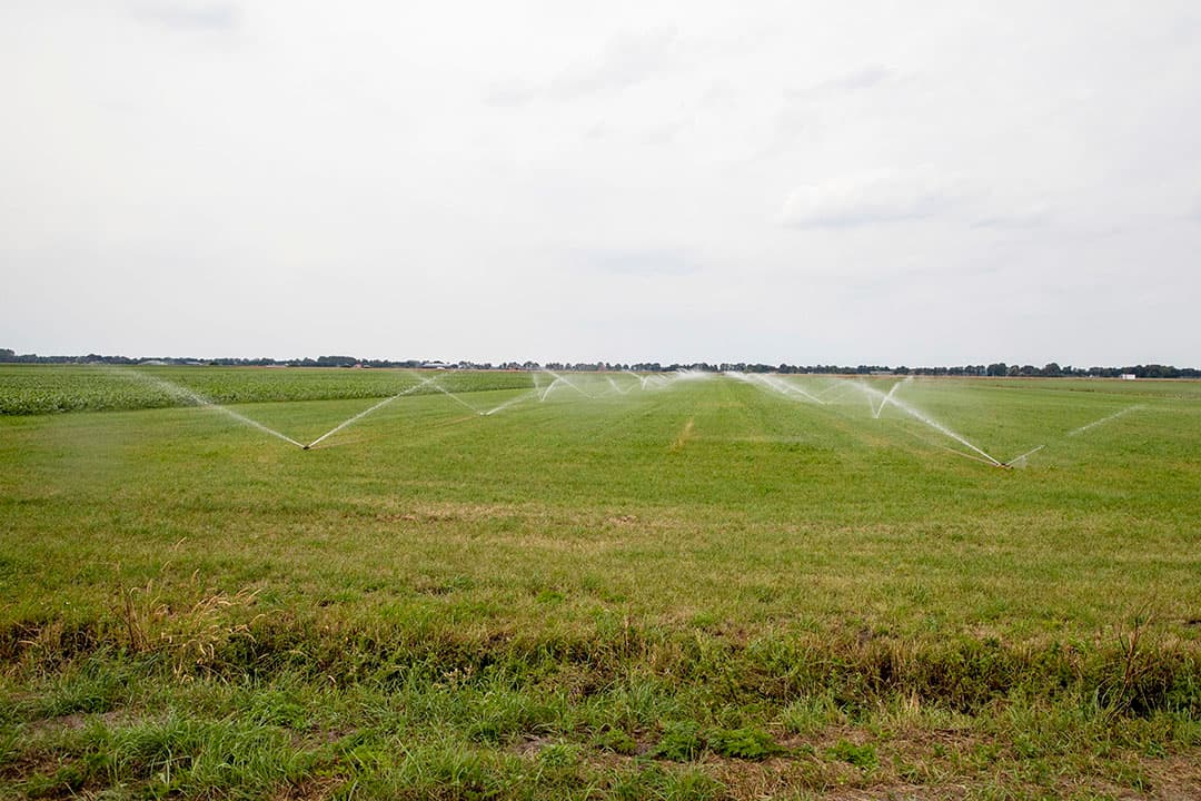 In het Duitse dorpje Brodowin wordt door de meeste boeren biodynamisch geboerd. Dat houdt dus onder andere in dat de koeien hun hoorns houden. - Foto: EPA