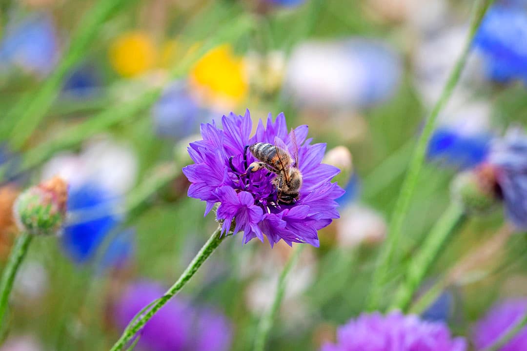 Harry zaait grasklavermengsels in en laat tijdens het gras maaien langs sloten een strook gras staan. Ook dat stimuleert biodiversiteit.