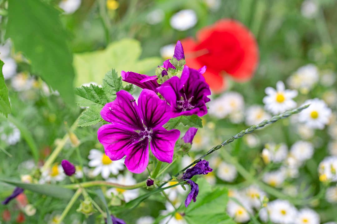 Het is belangrijk om struikgewas onder een bomenrij te laten staan en extra struiken, zoals meidoorn, aan te planten.  Dat helpt allemaal om de omstandigheden voor insecten en vogels te verbeteren , stelt Trea.