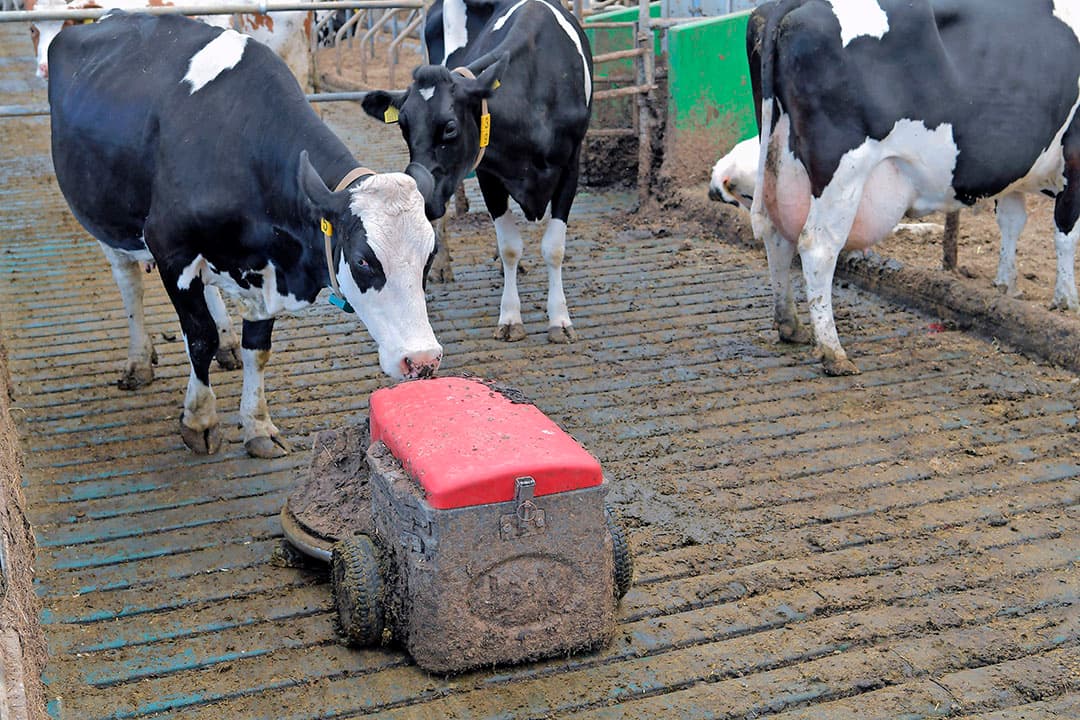 Het leidde tot veel dikke mest en strooisel op de roosters. Om de mestrobot toch te onlasten, investeerde Bogaard in een druppelsysteem boven de mestgang. Dat lijkt goed te werken. Al heeft de robot het soms nog lastig.