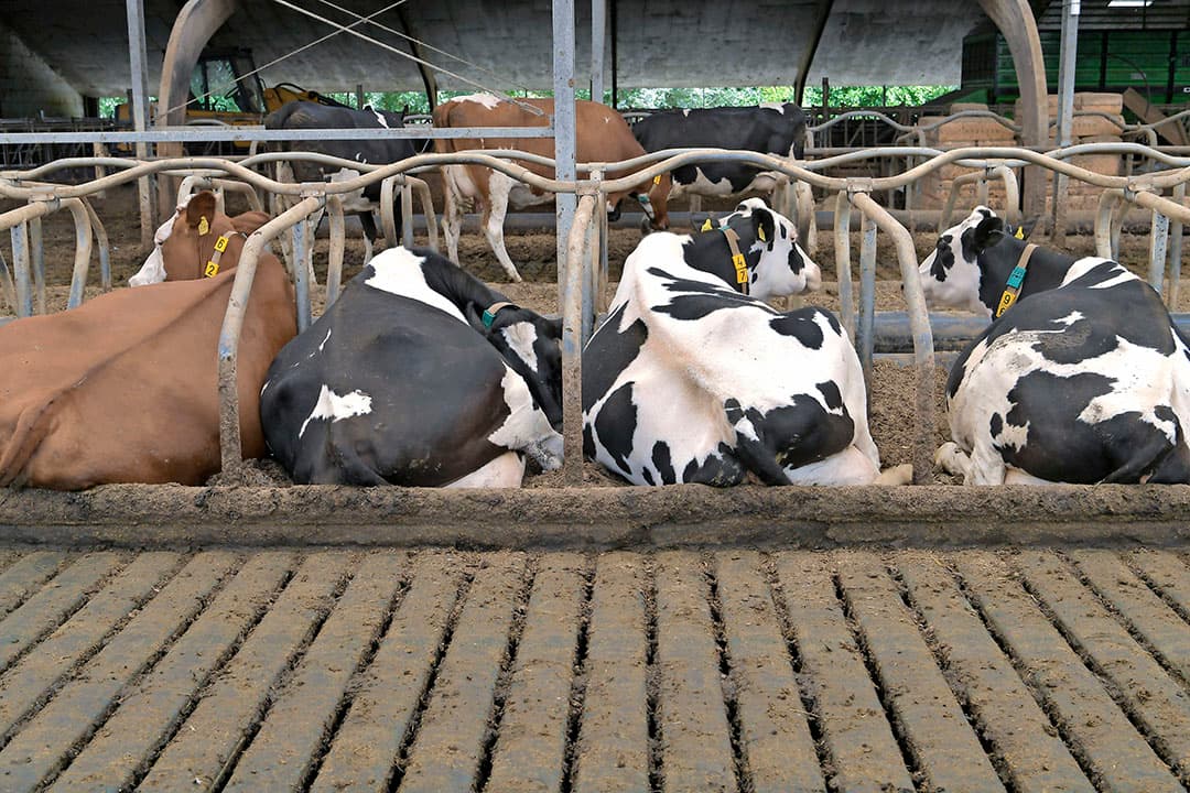 De koeien lopen op een emissiearme Groene Vlag-vloer. Die laat de mest goed door en het koecomfort is groot. De dieren lopen er goed op en het beenwerk is er flink op vooruitgegaan. Maar er is ook een nadeel, zegt Bogaard: de Groene Vlag-vloer is de ideale ligbox.