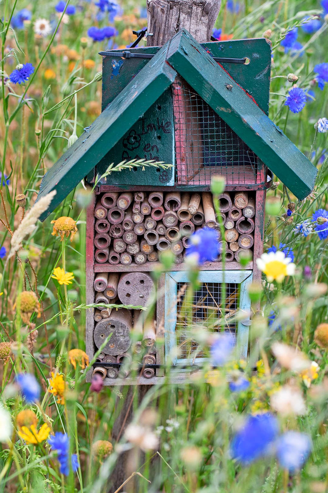 In de ligboxenstal nestelen veel boerenzwaluwen.  We laten schuurdeuren open staan en ik maak modderpoelen, zodat de vogels materiaal hebben om een nest te kunnen bouwen , zegt Trea.
