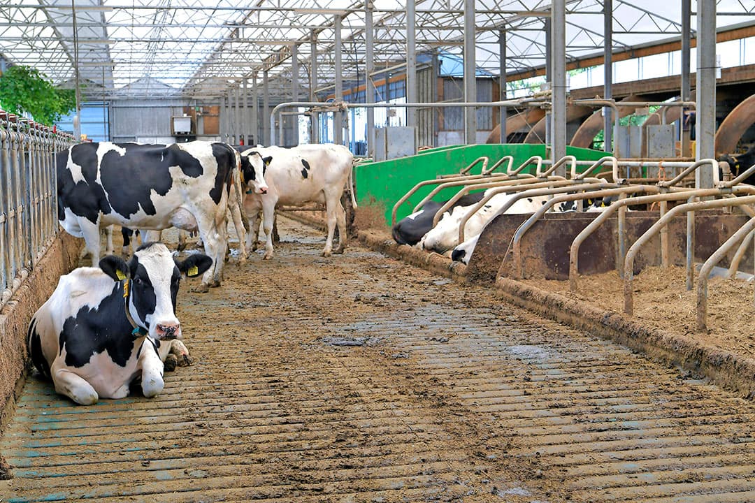 De koeien worden gemolken in een 2-box GEA MIone-melkrobot, midden in de stal. Voor het melkgedeelte bevindt zich een robotpleintje met plek voor ongeveer 10 dieren. Met robot laat Bogaard de koeien 2 keer 3 uur weiden op de huiskavel van 40 hectare.