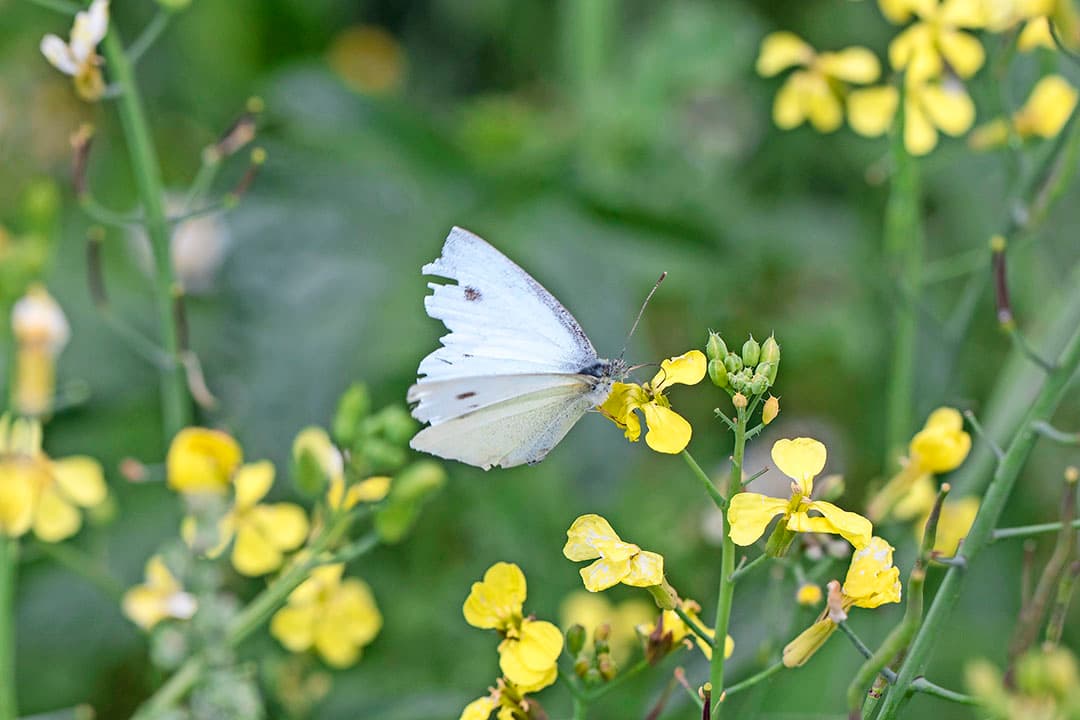 En borage of komkommerkruid.