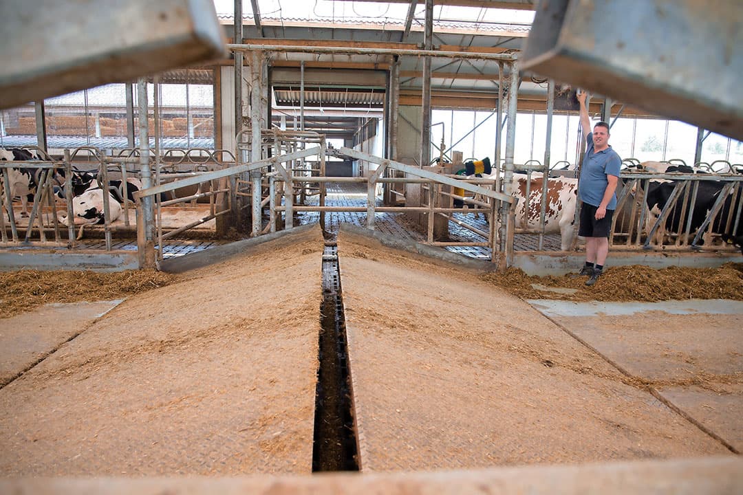 In 2017 kocht Conjarts deze Juno-voeraanschuifrobot. Hij merkt dat er nu meer rust in de stal is met constant vers voer. Het scheelt ook arbeid. In de oude situatie schoven de broers het voer 4 à 5 keer per dag aan.
