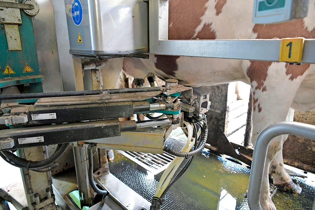 De melkproductie is na de nieuwbouw gezakt van 8.500 naar 7.900 kilo per jaar. Zeker in het eerste jaar was er veel mastitis: 20 tot 25 koeien. Speenpunten van de robot bleken de oorzaak. Dat probleem is verholpen, maar de productie is nog niet op het oude peil. Het celgetal is wel sterk verbeterd. Van 300 in 2015 naar 130 nu (was 210 in de oude stal).