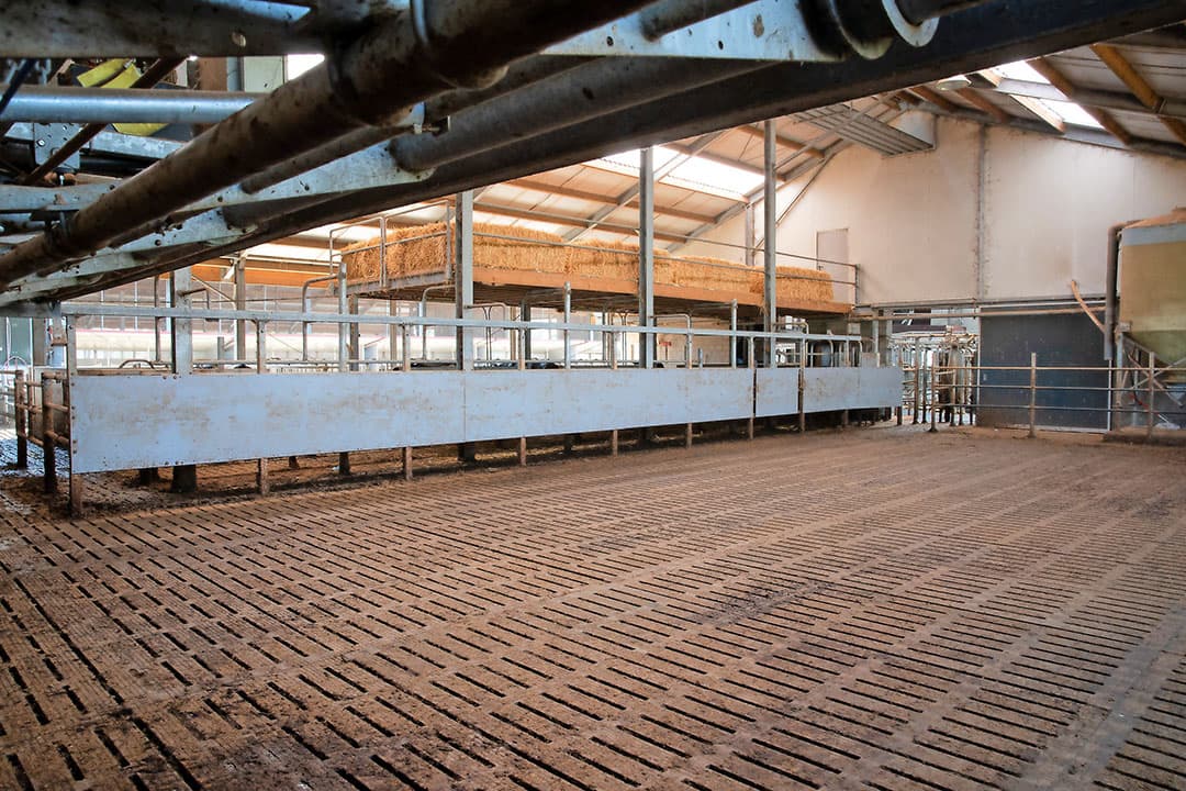 De ruim 300 koeien staan in verschillende groepen, maar krijgen allemaal hetzelfde TMR-rantsoen (total mixed ration). Conjarts wil niet te veel wijzigen, dat kost melk. De voerkostprijs is door de keuze voor een rantsoen niet te gestegen. Bovendien is een rantsoen arbeidstechnisch voordeliger.