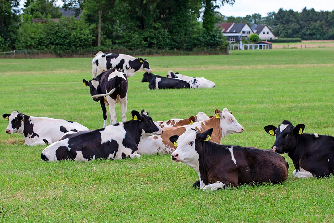 Trea Doornenbal (45) heeft samen met haar man Harry (47) in Appelscha (Fr.) een melkveebedrijf met 230 koeien. Trea zet zich ook in voor meer biodiversiteit op het eigen bedrijf en daarbuiten.