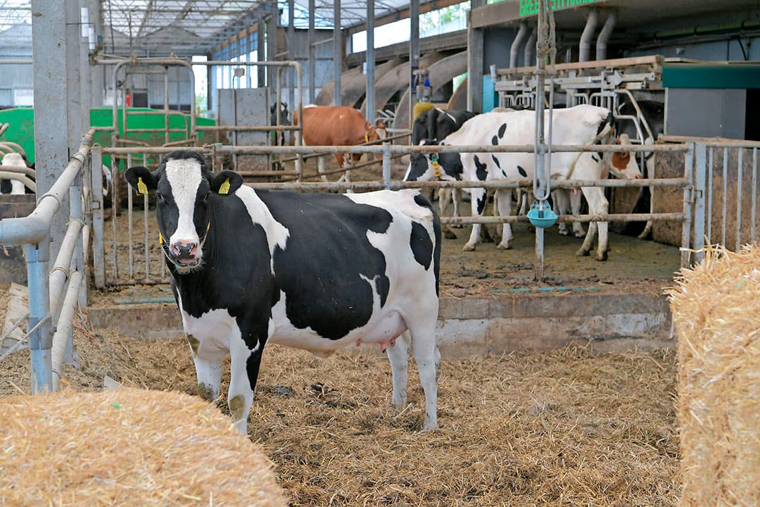 Een van de vier kappen van het dak van de serrestal kan helemaal open. Bogaard roemt het open karakter van de stal, maar zegt wel dat de constructie bij storm wat gevoelig is. Dan is het lawaaiig en schudt de stal.