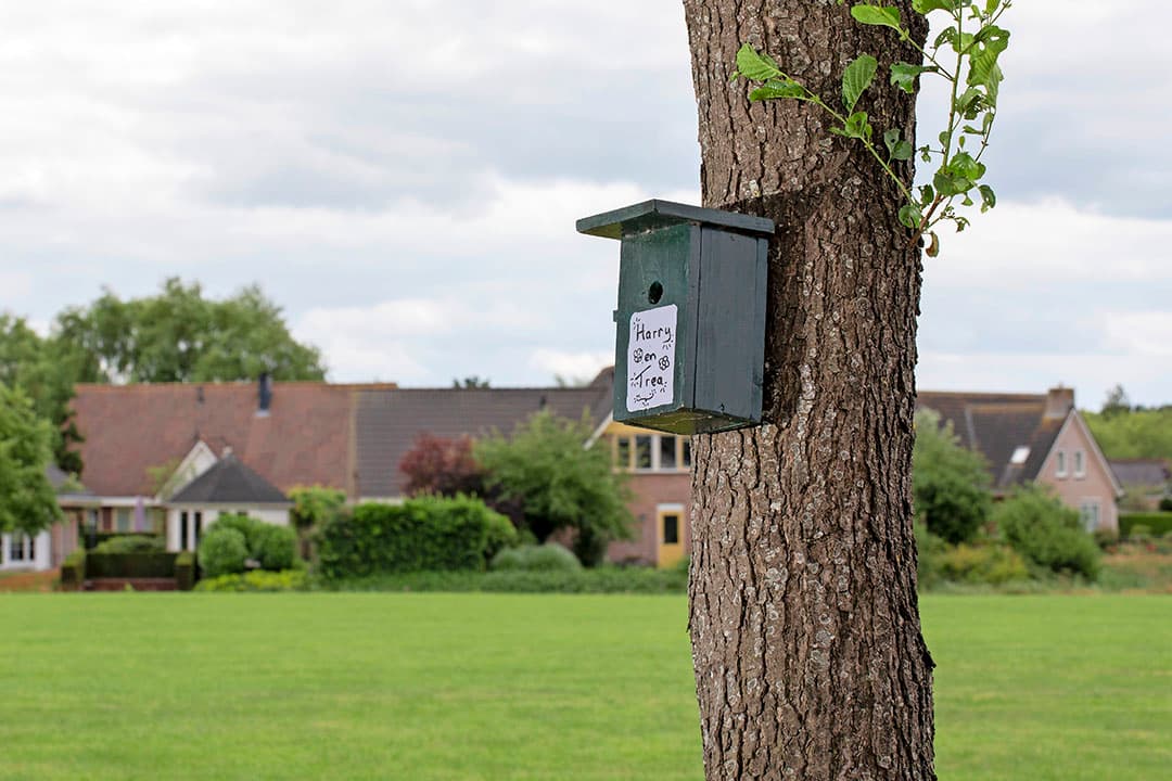 De wilde bloemen zijn goed voor de bijenstand, maar ook vlinders profiteren ervan.