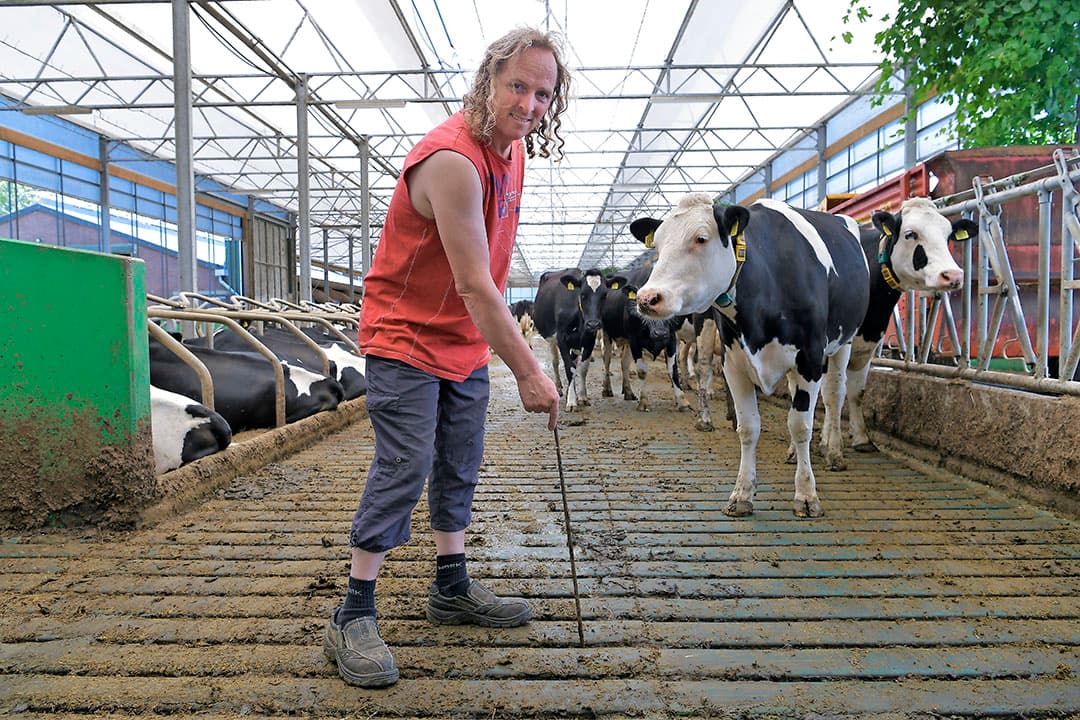 De grote pluspunten in de stal zijn ventilatie en licht. Het vele licht en het prettige stalklimaat geven energie, merkt Bogaard. Voor hem en voor de koeien. Ook opvallend: op enkele plekken in de stal hangen planten. Adel verplicht, Greenestfarm immers.