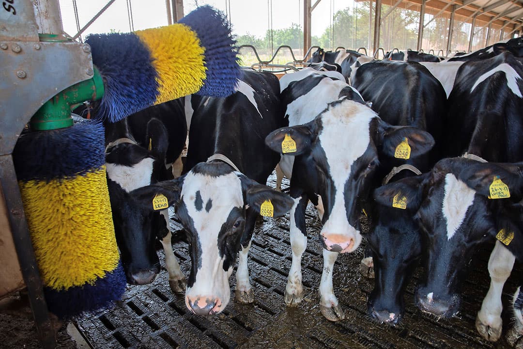 Hierdoor kon Conjarts het jaar erna het gaspedaal in blijven duwen. De productie was in de nieuwe stal al van 8.300 tot 10.000 kilo per jaar gegroeid en de totale productie ging tussen 2016 en 2017 omhoog van 2,75 miljoen tot 2,98 miljoen kilo. Bovendien was de melkprijs goed. Conjarts draaide een prima jaar.