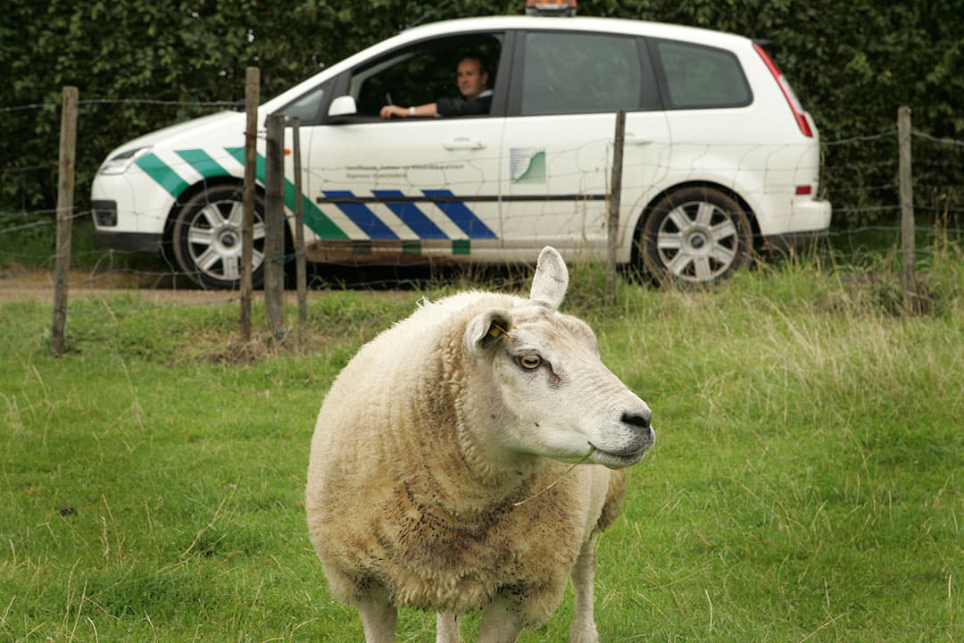 REIJMERSTOK - De AID controleert bedrijven en transporten in Zuid-Limburg i.v.m. het uitbreken van het virus 'Bluetongue'.   ANP PHOTO  MARCEL VAN HOORN