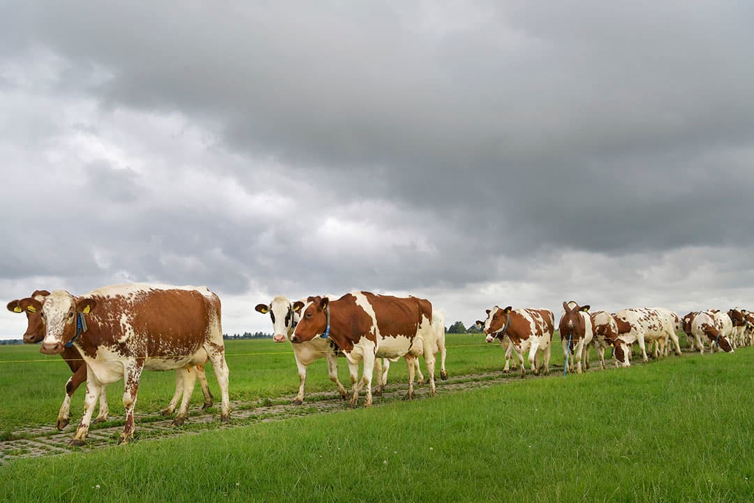 Foto's: Cor Salverius Fotografie