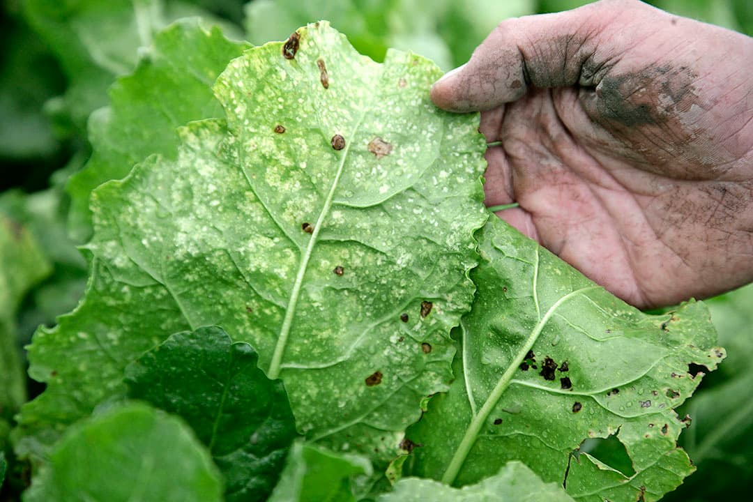 De eerste aantasting door de Cercospora-schimmel.
