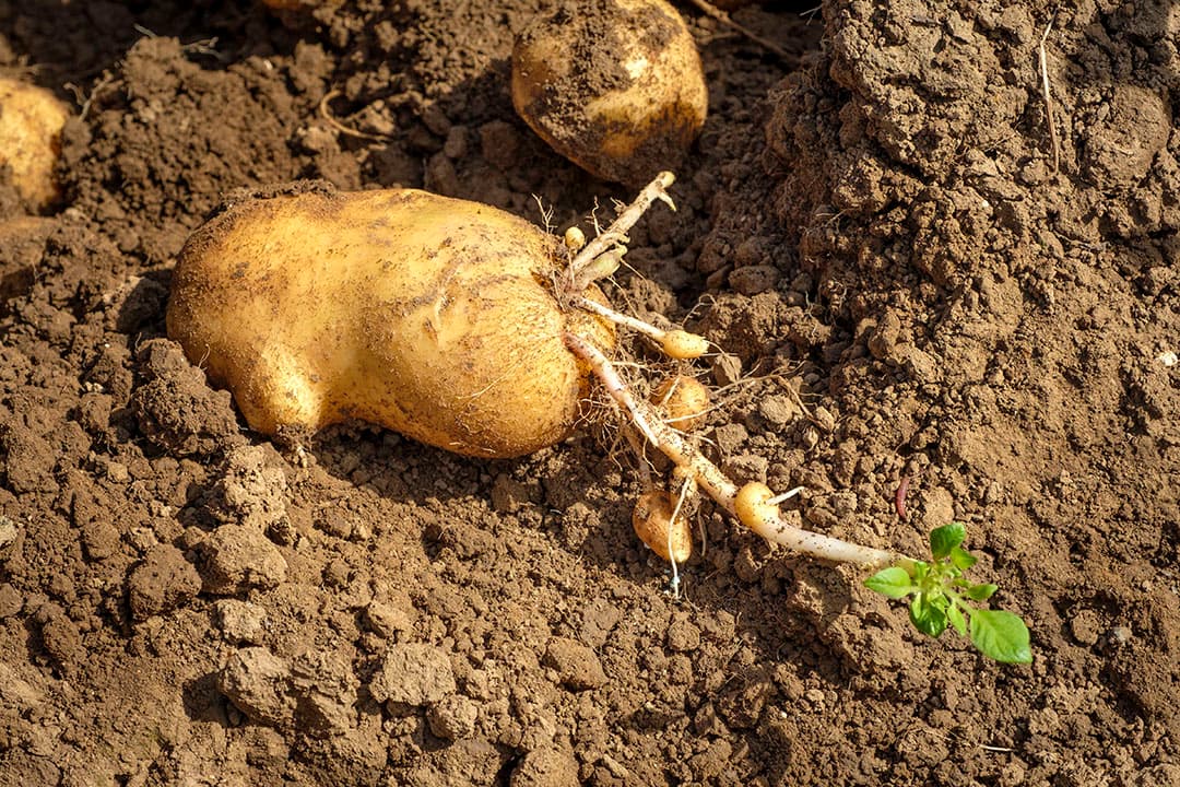 Doorwas in aardappel.