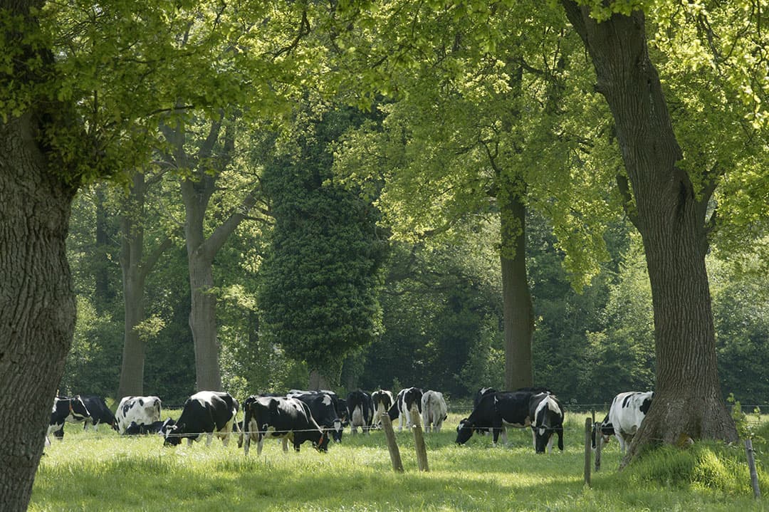 Dikke eikenbomen rond een weiland met koeien op Landgoed Twickel in het Twentse Delden. Ook hier wordt steeds meer nagedacht over duurzame eisen voor pachters - Foto: Henk Riswick.