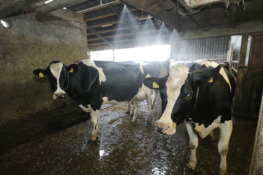Koeien op een biologisch melkveebedrijf krijgen een verfrissende douche vanwege de hitte. - Foto: Henk Riswick