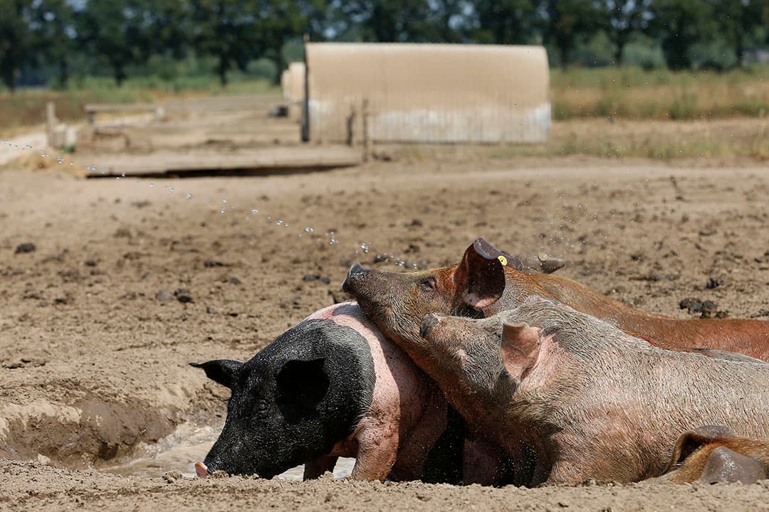 Etten, varkenshouder Sander Kerkhof vult de modderpoeltjes voor zijn bonte Bentheimer en Duroc varkens voor verkoeling, boven de 27 graden hebben ze modder nodig  om koel te blijven. Hij vult elke dag momenteel 25 poeltjes  op zijn bedrijf.Bel voor info Sander  06 52694887fotografie Hans Prinsen