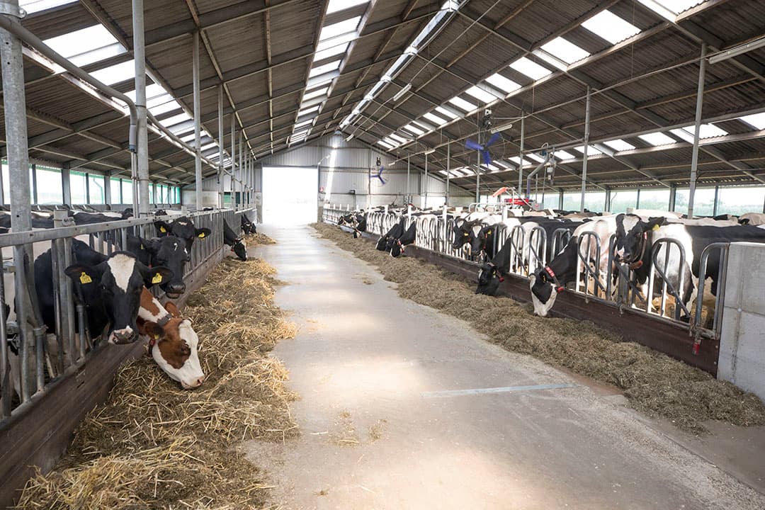 Foto: Koos Groenewold