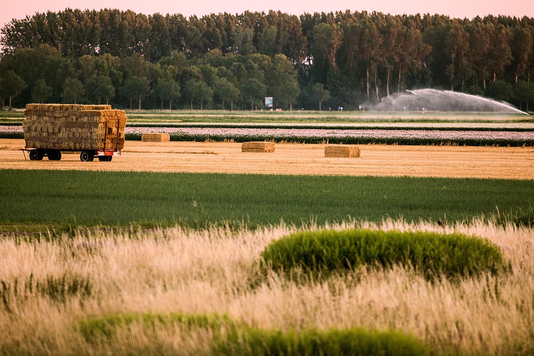 De graanoogst komt op gang en dat betekent dat er ook weer strobalen afgevoerd worden, zoals hier in het Brabantse Zevenbergen. De oogst gaat mooi tijdens het droge weer. Niet alle gewassen zijn daar blij mee, getuige ook de beregeningshaspel die op de achtergrond z n werk doet. - Foto: Dirk Hol