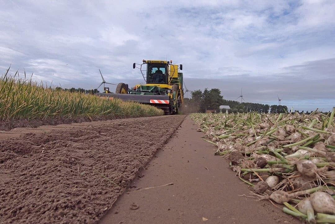 Een mooi vlakke ondergrond is bij de kleine plantuitjes uiteraard een goed uitgangspunt, waarbij de oneffenheden die de nokken van de rupsen veroorzaken worden afgevlakt.