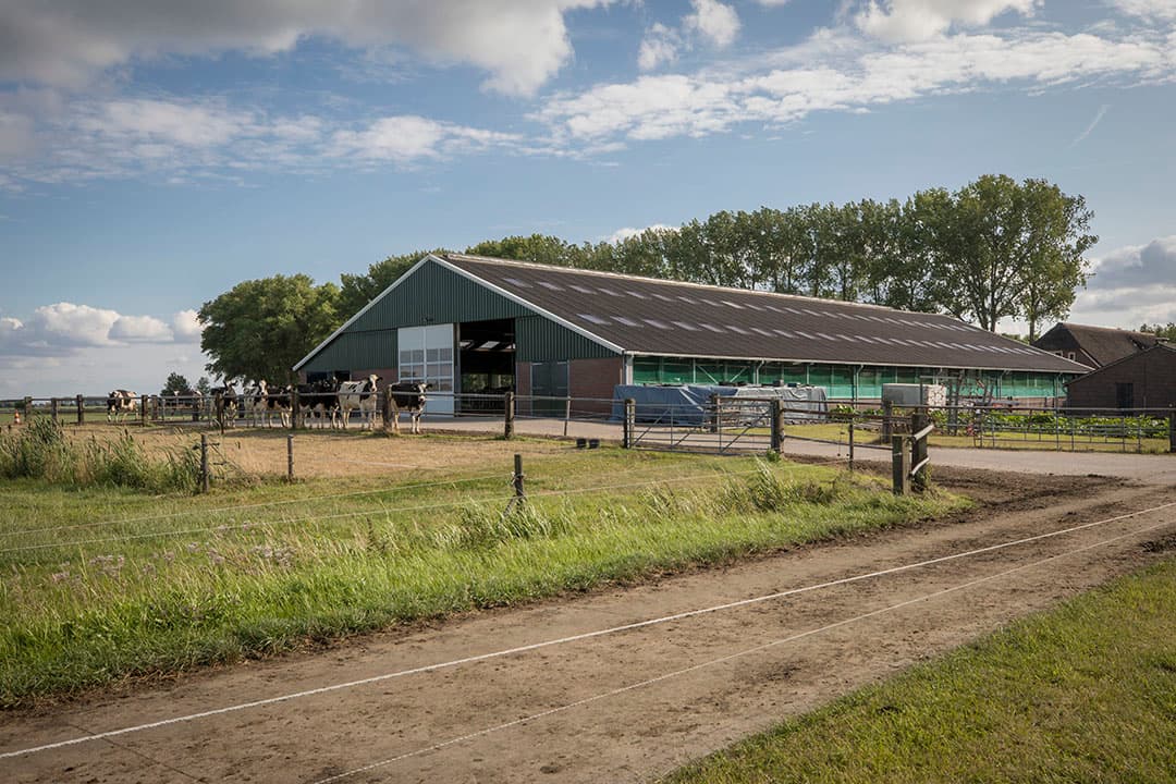In het gedeelte tussen de droge koeien en het oudere jongvee staan de te insemineren vaarzen en koeien.