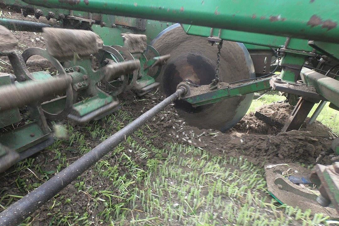 De plantuien zijn gezaaid op bedden van 3 meter breed, maar het rooien wordt in 2 helften uitgevoerd. Er wordt een scheiding gemaakt voor de schijven in het midden.