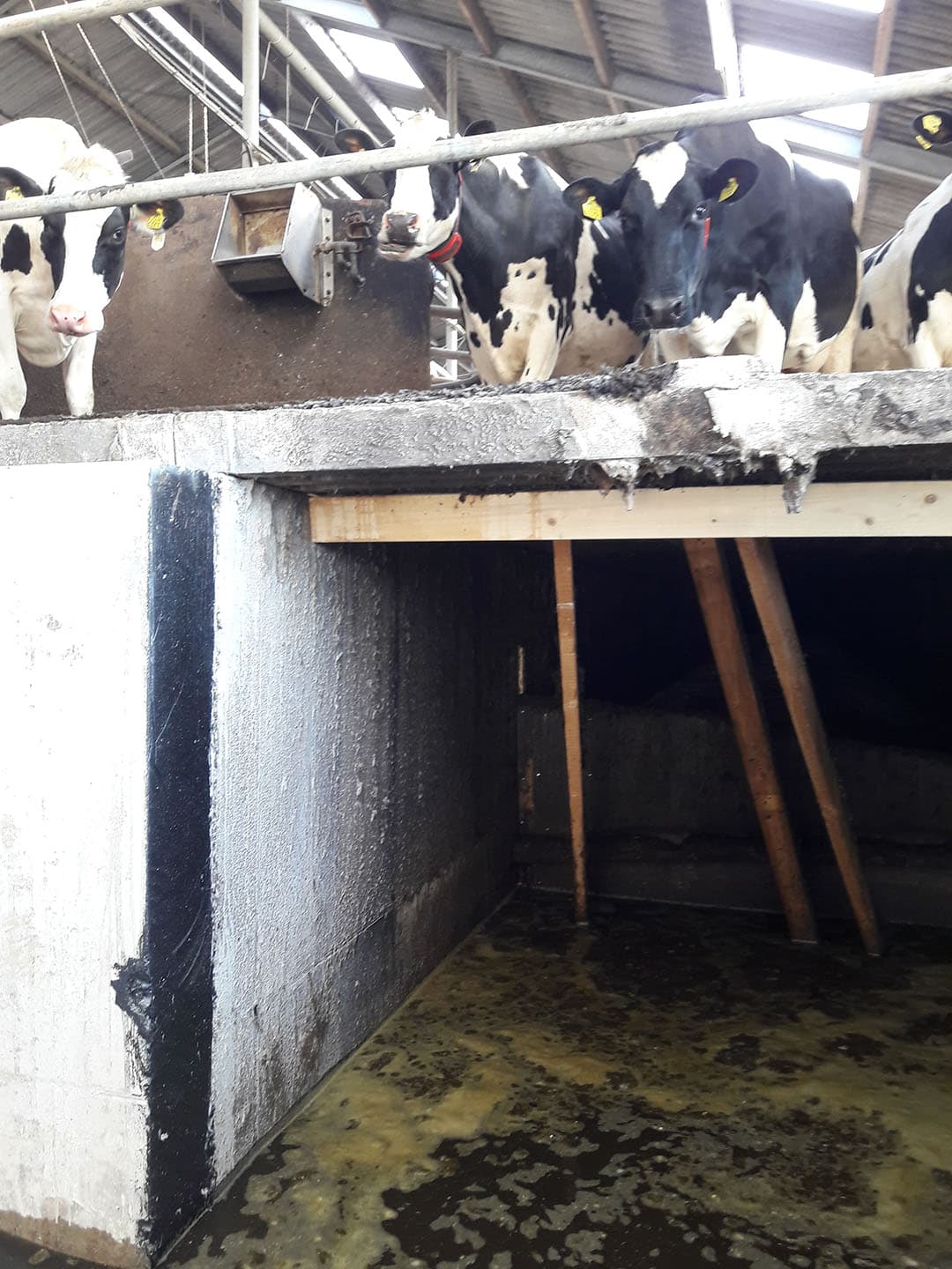 Er is bewust gekozen voor koematrassen met zaagsel om arbeid te besparen.