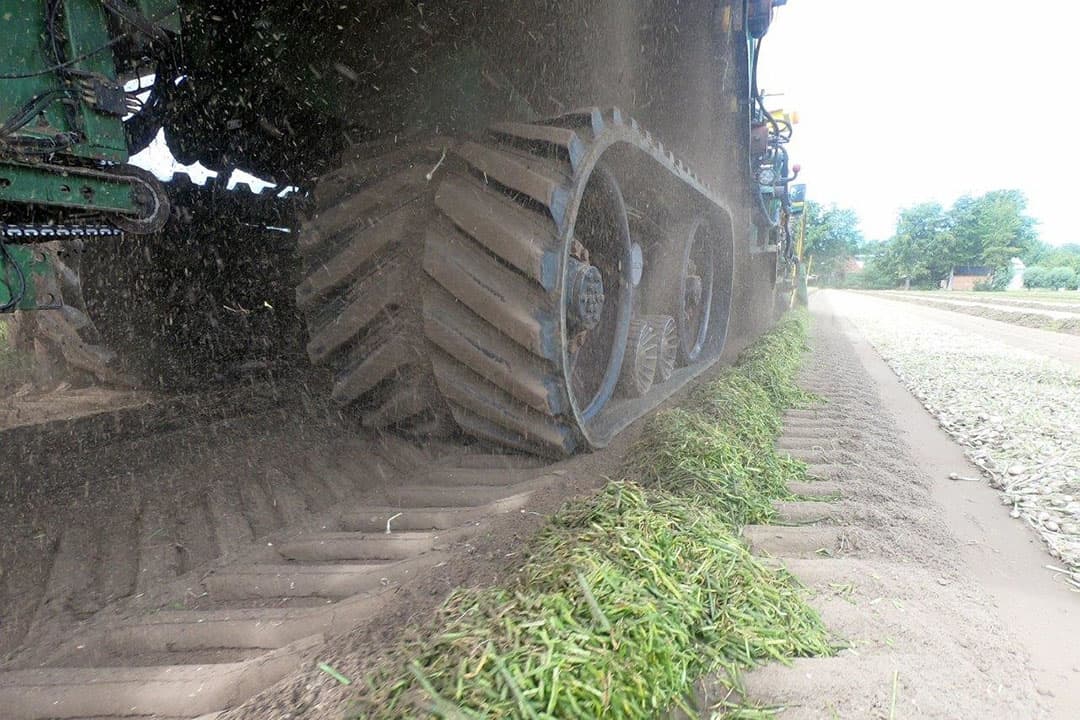 De rupsen zorgen voor nagenoeg geen insporing op deze lichte grond van 10% afslibbaar.