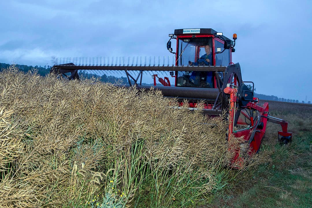 Bij Aviko in Steenderen verrijst een imposant bouwwerk: het nieuwe vrieshuis van de aardappelverwerker. Het vrieshuis krijgt 9.000 m2 opslagruimte. Begin 2020 moet het vrieshuis operationeel zijn. Aviko investeert, omdat de Cosun-dochter wil blijven profiteren van de wereldwijde groei (jaarlijks 4%) in de afzet van aardappelproducten. - Foto: Jan Willem Schouten
