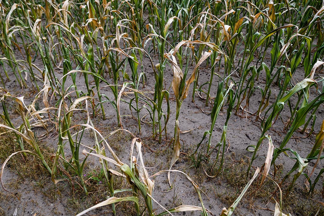 De graanoogst in Worms is van start, onder toeziend oog van de ooievaar. - Foto: EPA