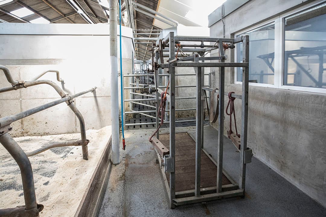 De nuka s kunnen onbeperkt melk opnemen door voorraadvoedering.