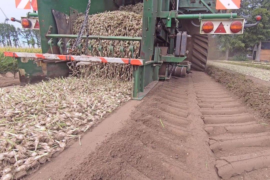 Het zijn de eerste plantuitjes die door de loonwerker worden gerooid. Even controleren of alles werkt in dit nieuwe seizoen. Daarna kan het rooien zijn vervolg krijgen voor de 350 hectare. De loonwerker zet 3 rooiers in voor dit gewas.
