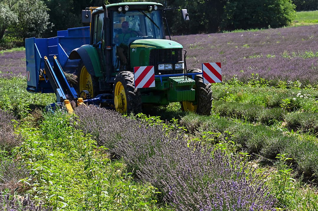 De lavendel staat in bloei. De glooiend paarse velden worden door trekkers als deze vakkundig gekortwiekt. In Zuid-Europese landen is lavendel een goed verdienmodel. In Frankrijk, waar deze foto is genomen, is het pas sinds de afgelopen jaren weer goed te doen om lavendel te verbouwen. - Foto: AFP